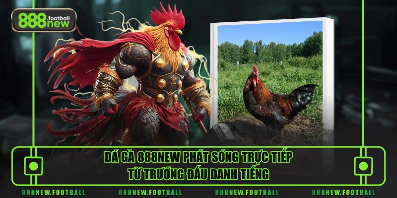 Đá gà 888NEW phát sóng trực tiếp từ trướng đấu danh tiếng