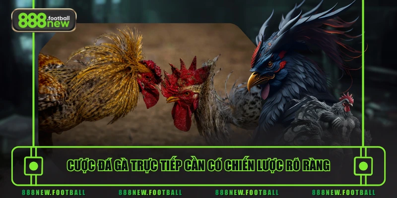 Cược đá gà trực tiếp cần có chiến lược rõ ràng