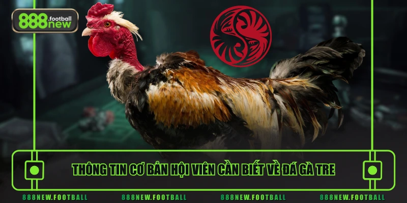 Thông tin cơ bản hội viên cần biết về đá gà tre