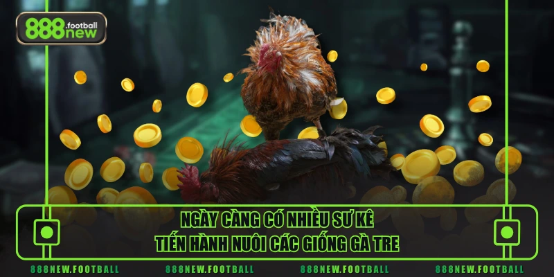 Ngày càng có nhiều sư kê tiến hành nuôi các giống gà tre