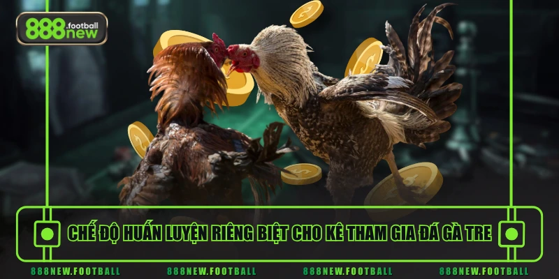 Chế độ huấn luyện riêng biệt cho kê tham gia đá gà tre